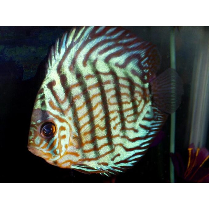 Symphysodon briliant turquoise