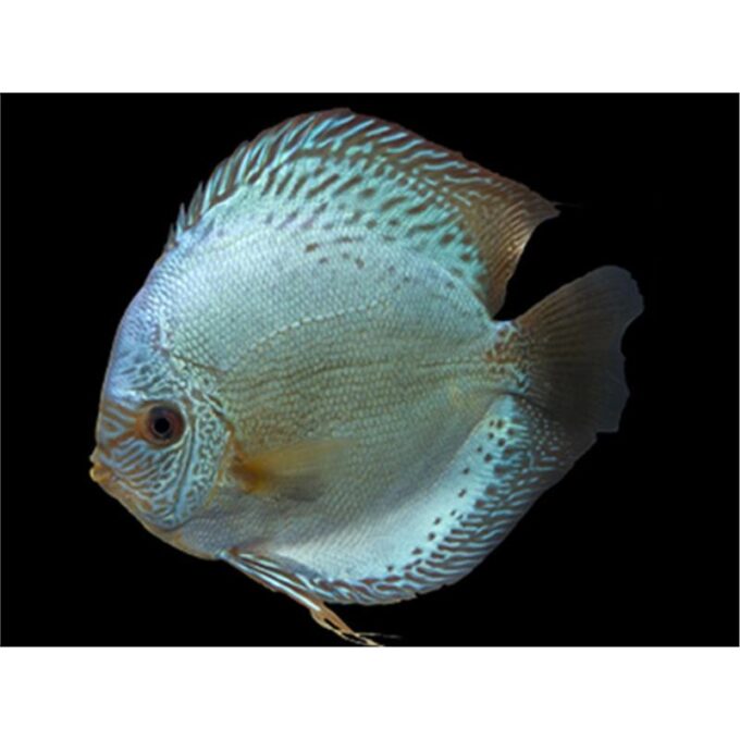Symphysodon cobalt