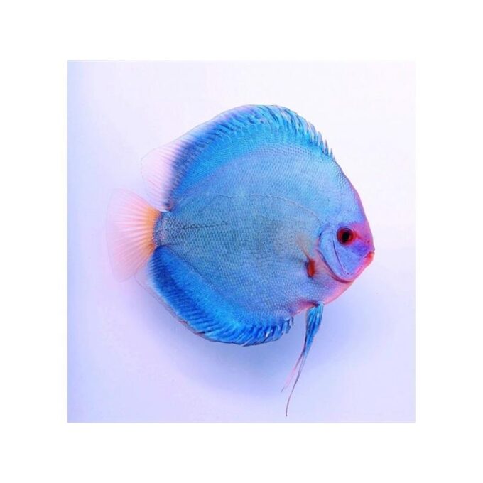 Symphysodon Discus mix color B grade