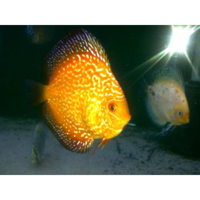 Symphysodon Discus Pigeon Golden