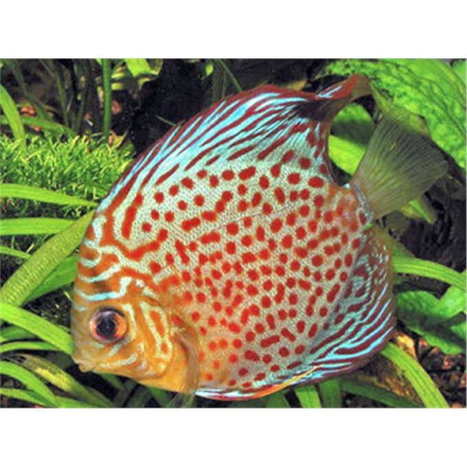 Symphysodon leopard