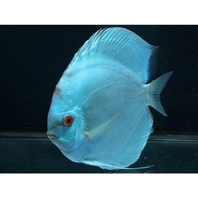 Symphysodon Neon Blue