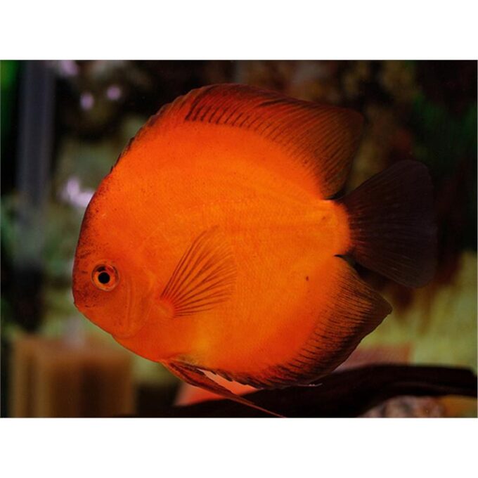 Symphysodon red marlboro
