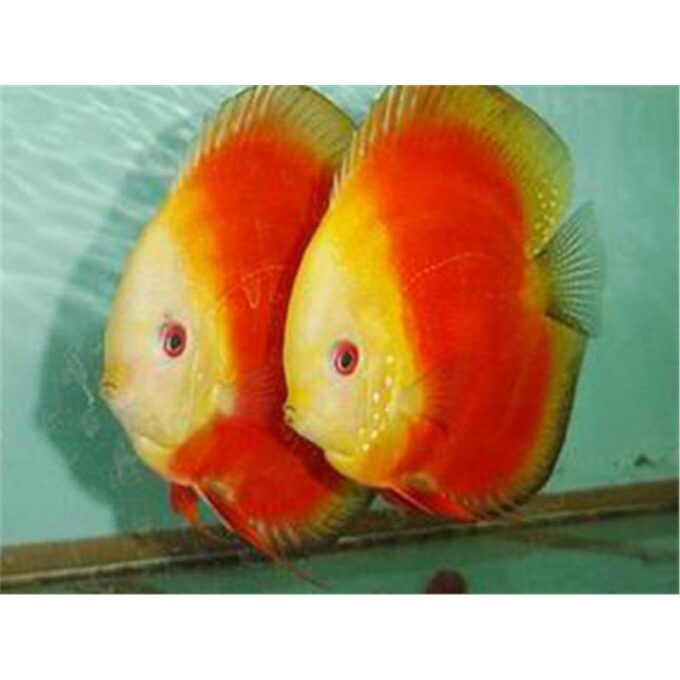 Symphysodon red melon