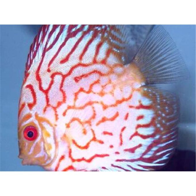 Symphysodon red pearl