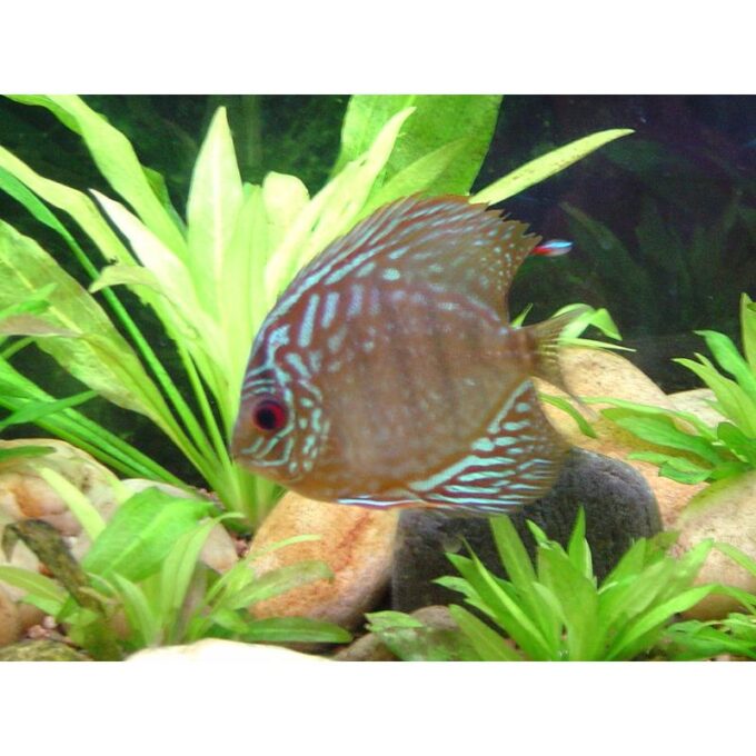 Symphysodon red turquoise