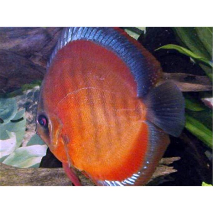 Symphysodon san merah