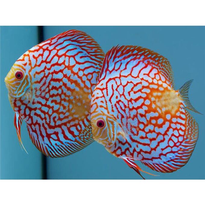 Symphysodon Turquoise Checkerboard