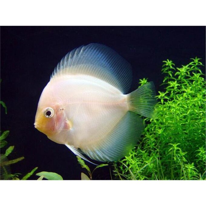 Symphysodon white diamant