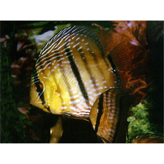 Symphysodon wild heckel