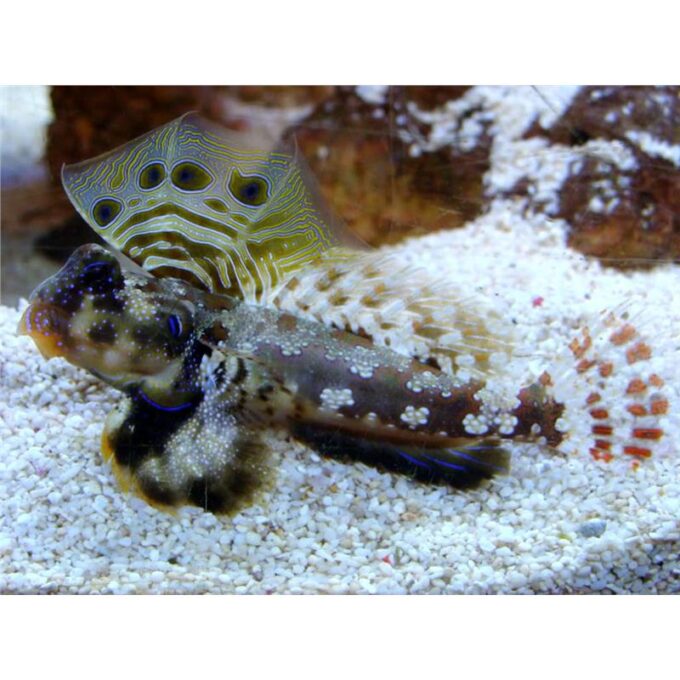 Synchiropus ocellatus
