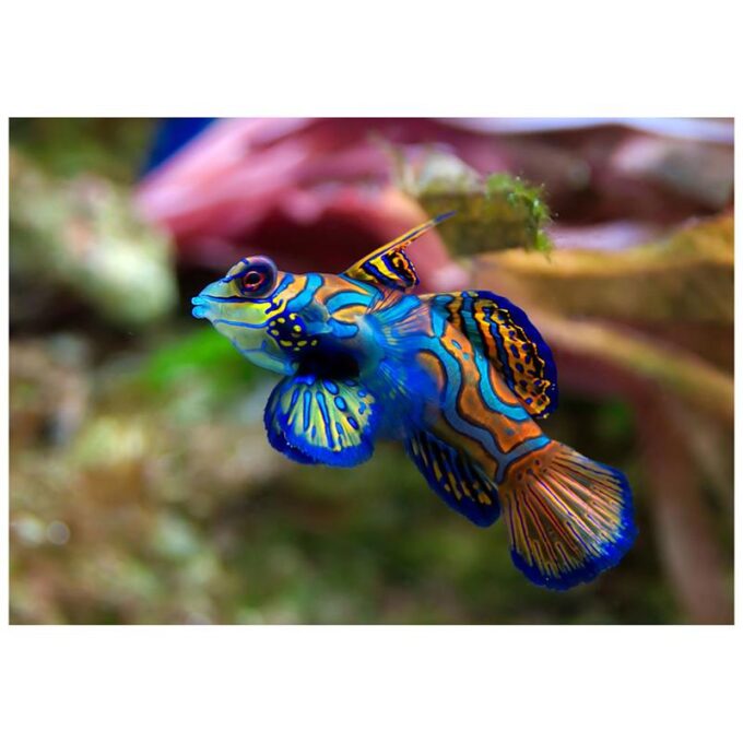 Synchiropus splendidus (pestele Mandarin)