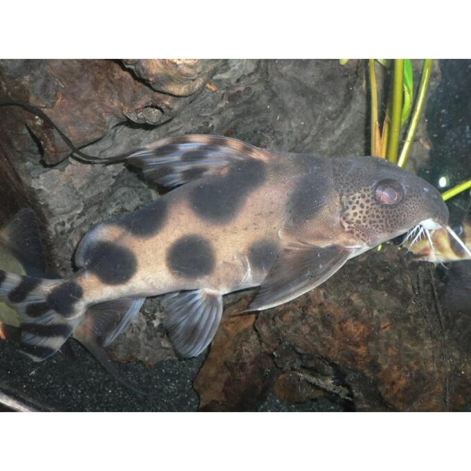 Synodontis decorus