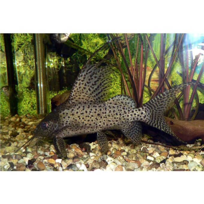 Synodontis eupterus