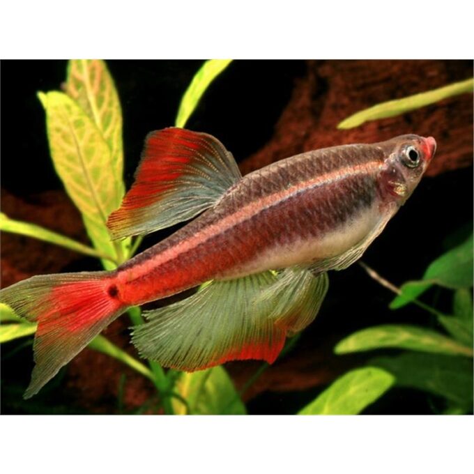 Tanichthys albonubes long fin