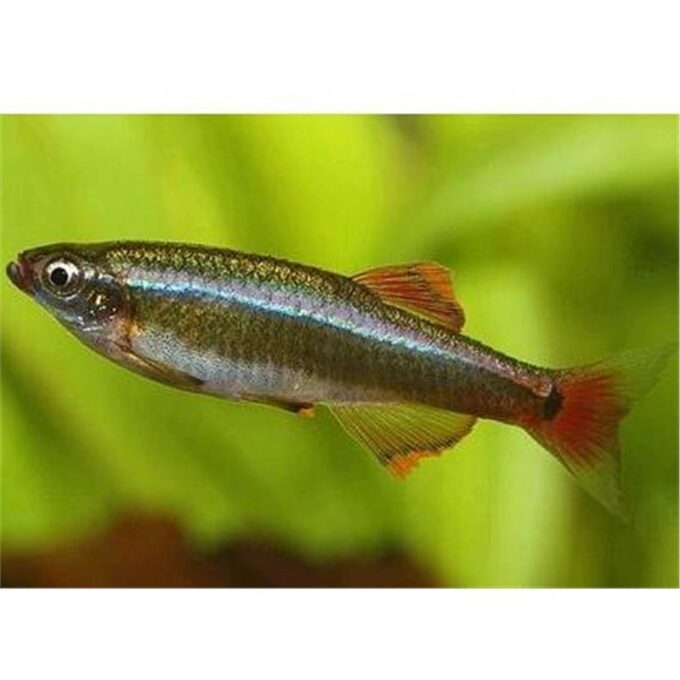 Tanichthys albonubes