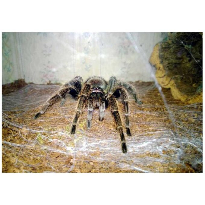 Tarantula Paraphysa parvula 1 Tarantula Paraphysa parvula