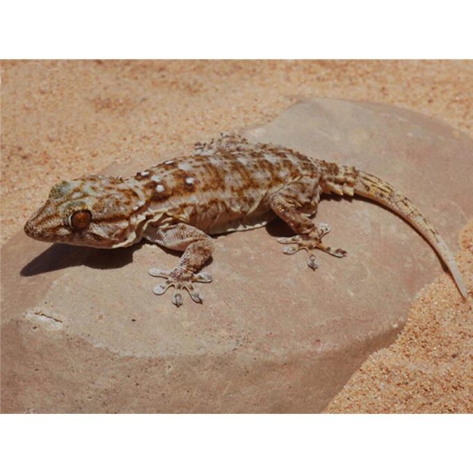 Tarentola annularis