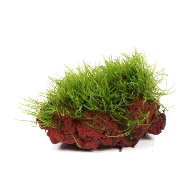 Taxiphyllum barbieri pe lava stone
