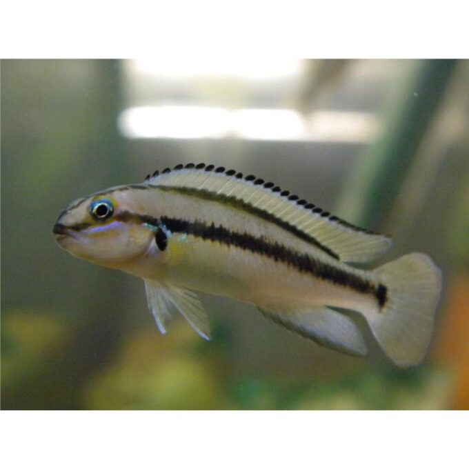 Telmatochromis vittatus
