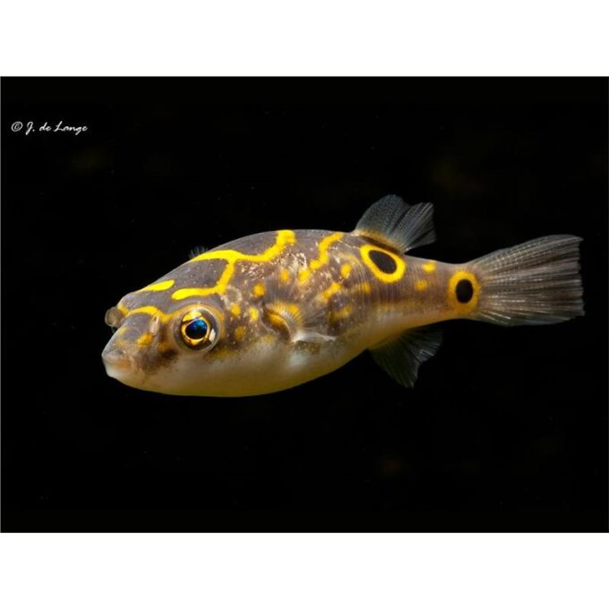 Tetraodon biocellatus