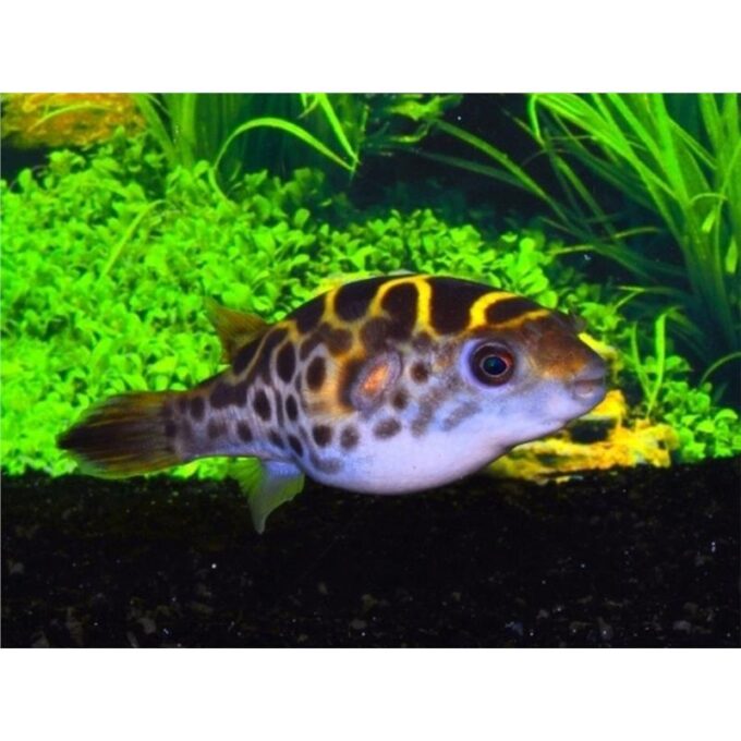 Tetraodon fluviatilis