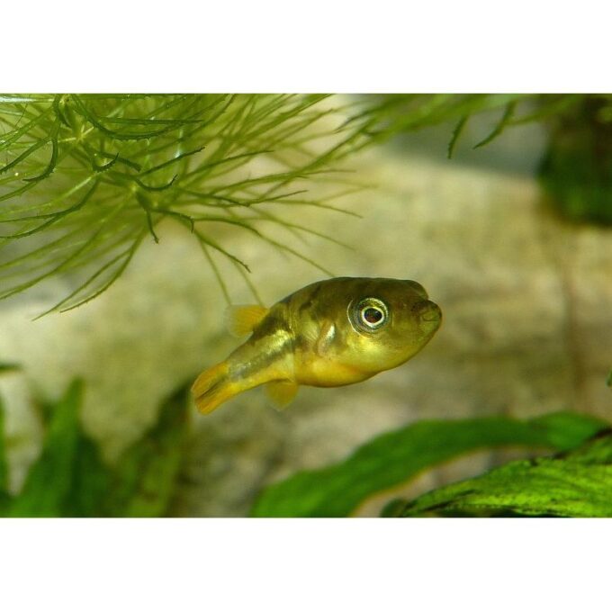 Tetraodon travancoricus