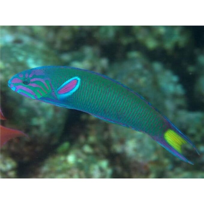 Thalassoma lunare