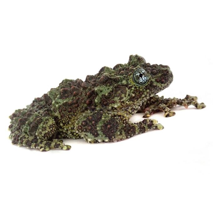 Theloderma corticale