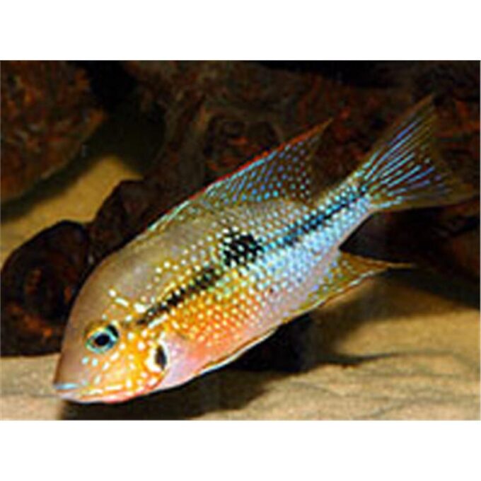 Thorichthys ellioti