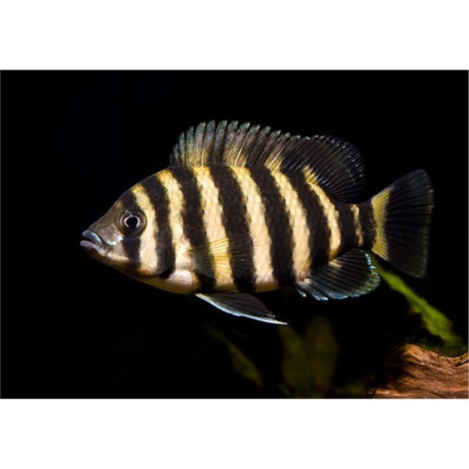 Tilapia buttikoferi