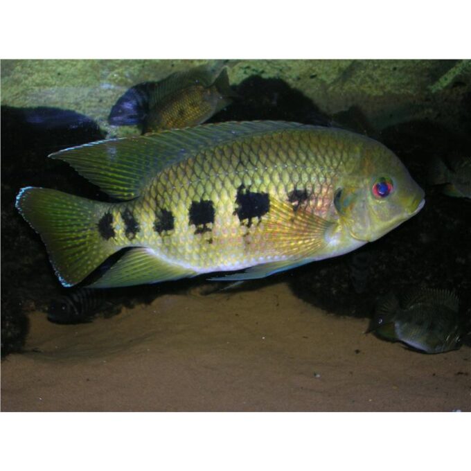 Tilapia mariae