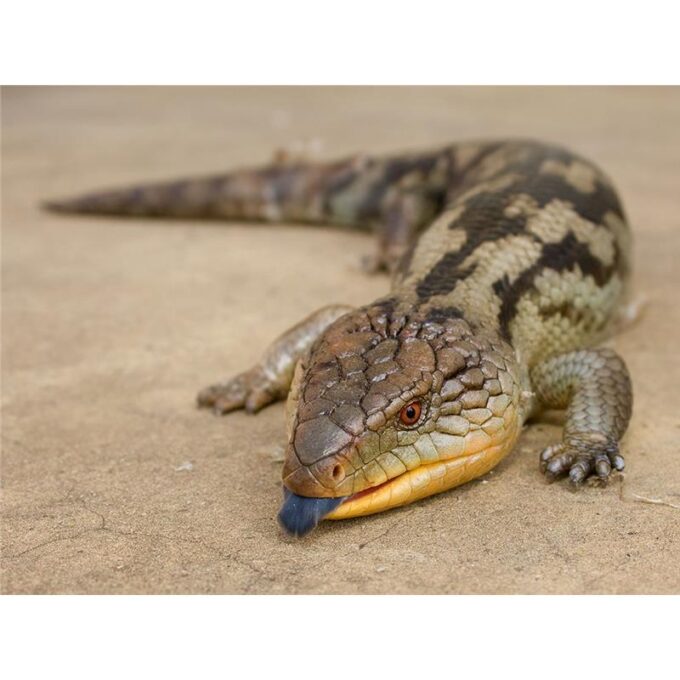 Tiliqua gigas CERAM