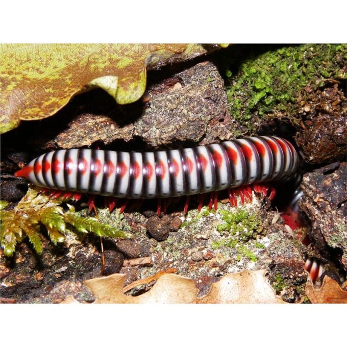 Tonkinbolus dolfusi