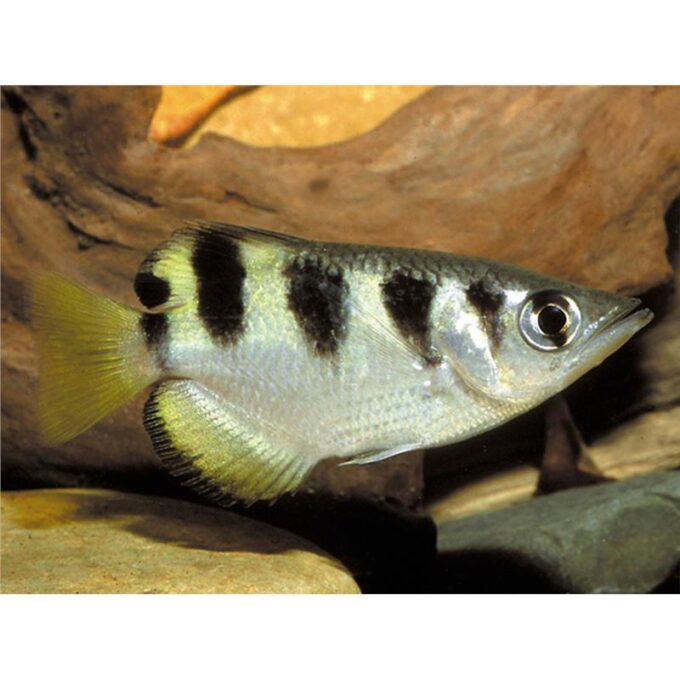 Toxotes jaculatrix