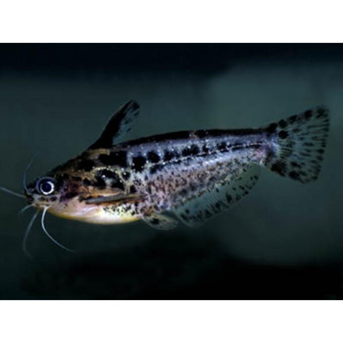 Trachelyichthys exillis
