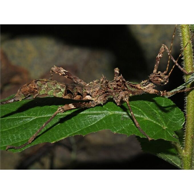 Trachyaeraton sp. North Luzon