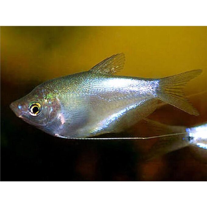 Trichogaster microlepis
