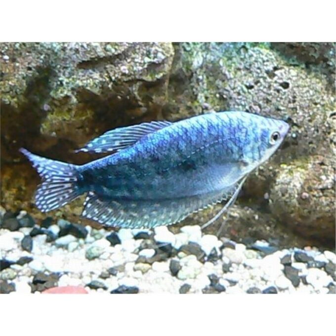 Trichogaster trichopterus sumatranus