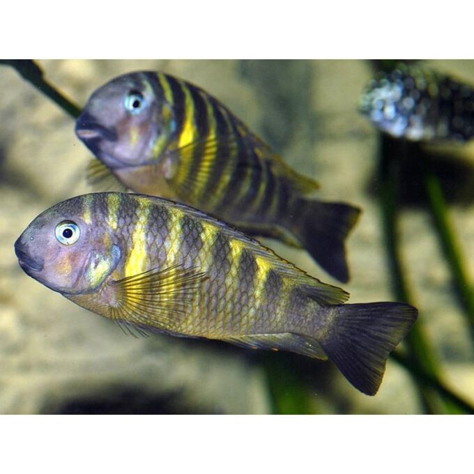 Tropheus brichardi kipilli