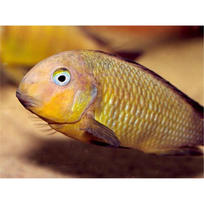 Tropheus brichardi namansi gold