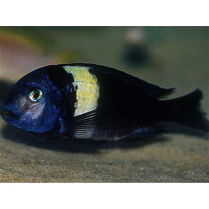 Tropheus duboisi maswa