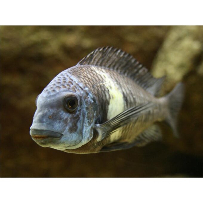 Tropheus duboisi