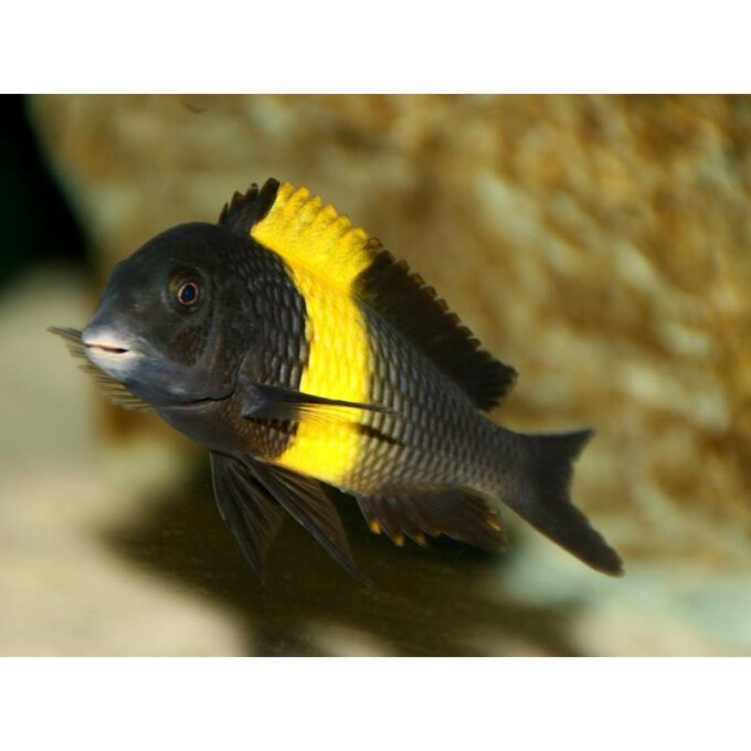 Tropheus moori kiriza