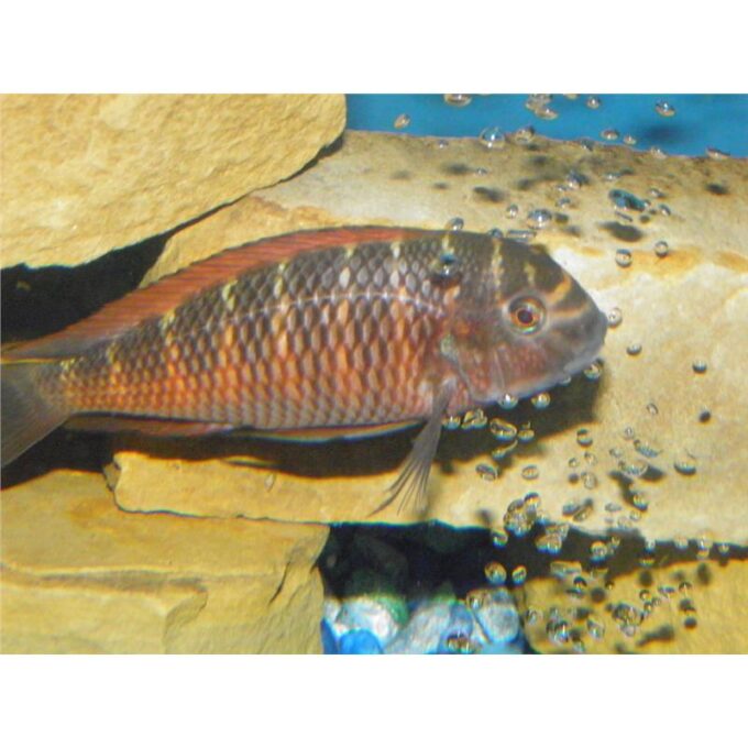 Tropheus moori moliro fire craker
