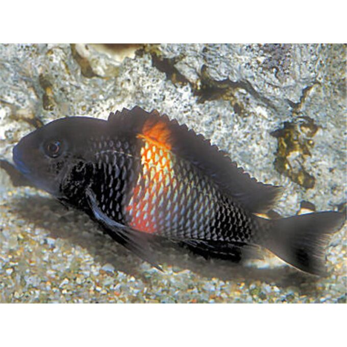 Tropheus moorii brabant /rutu