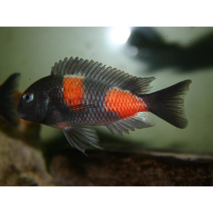 Tropheus moorii bulu - point