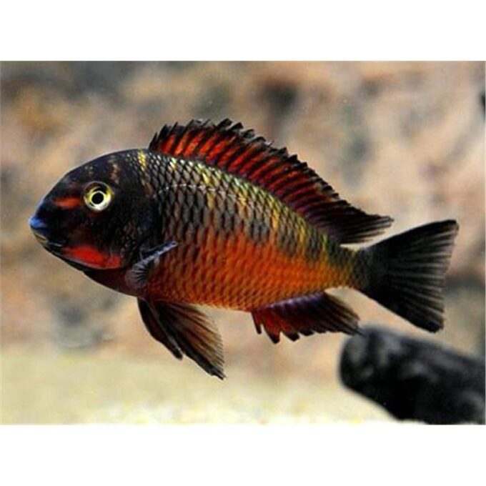 Tropheus moorii chimba