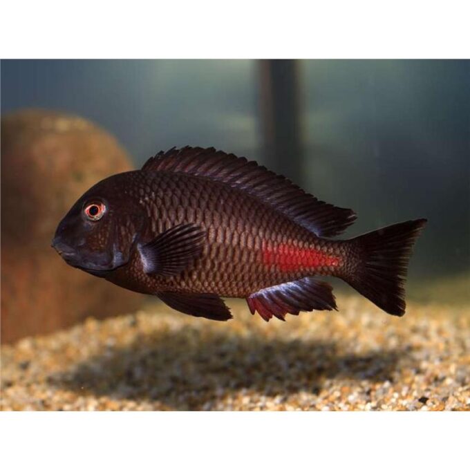 Tropheus moorii chipimbi