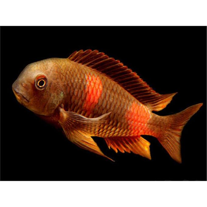 Tropheus moorii double spot